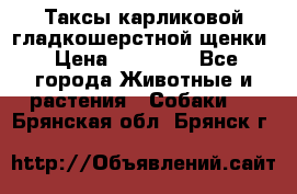 Таксы карликовой гладкошерстной щенки › Цена ­ 20 000 - Все города Животные и растения » Собаки   . Брянская обл.,Брянск г.